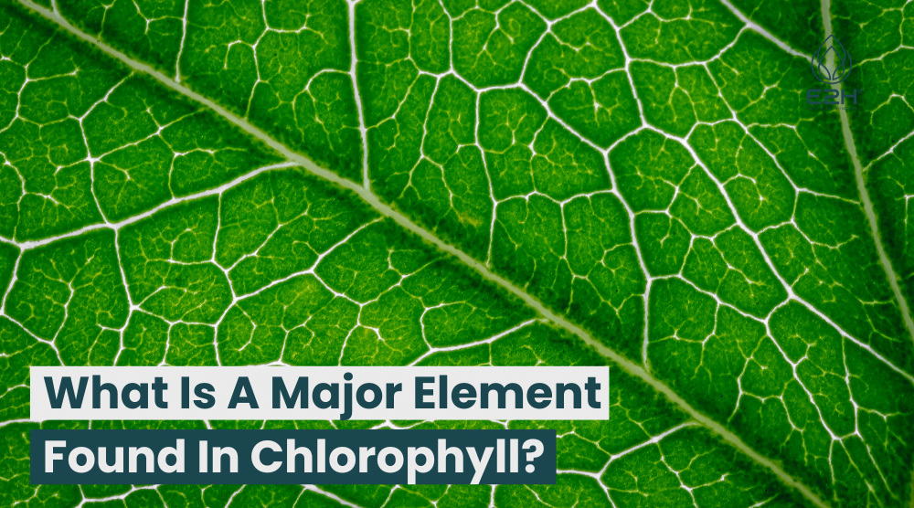 Close look to chlorophyll cells