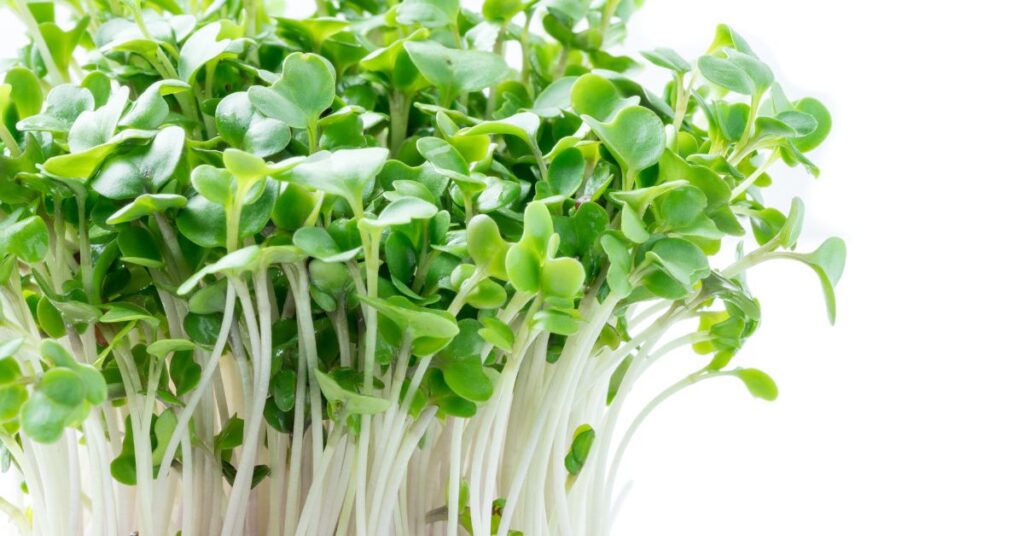 Broccoli sprouts 