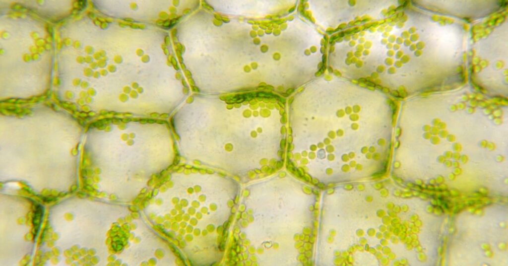 Chlorophyll Degradation