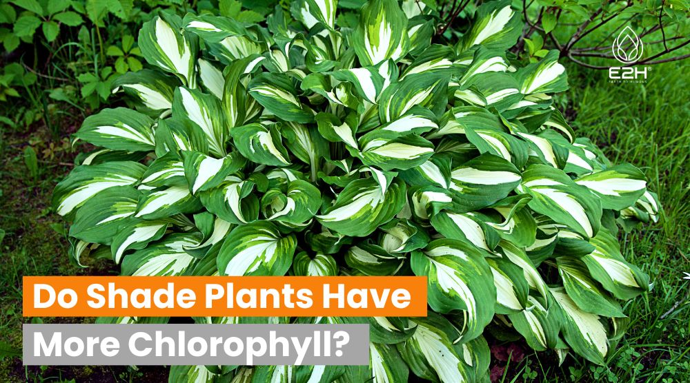 Do Shade Plants Have More Chlorophyll