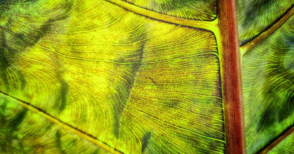 Does Freeze Drying Remove Chlorophyll