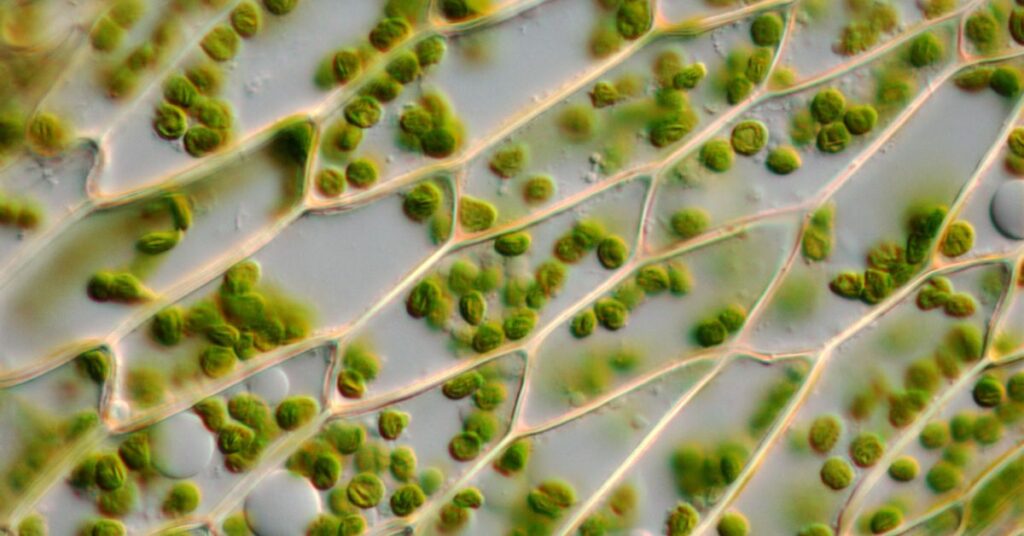 How Long For Chlorophyll To Break Down 1