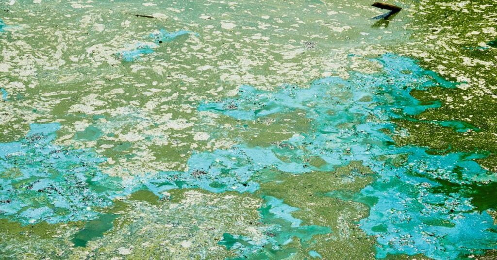 blue green algae