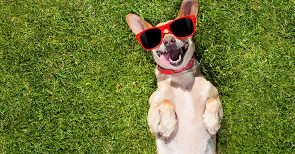 Is Chlorophyll Good For Dogs? Best Suggestion! 1 Is Chlorophyll Good For Dogs 1