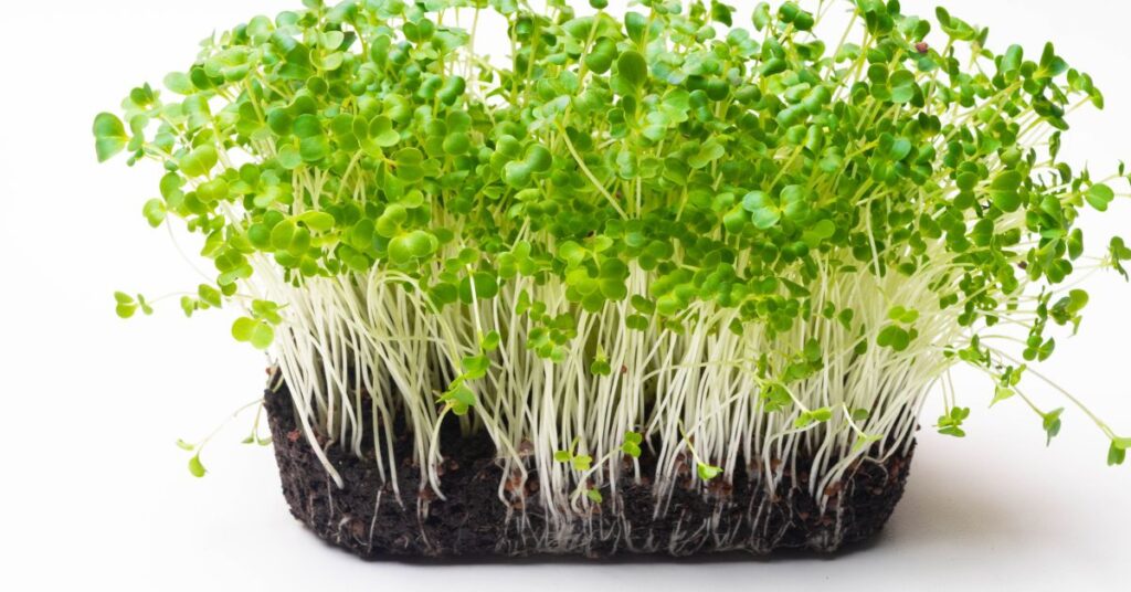 Mustard Seed Sprouts