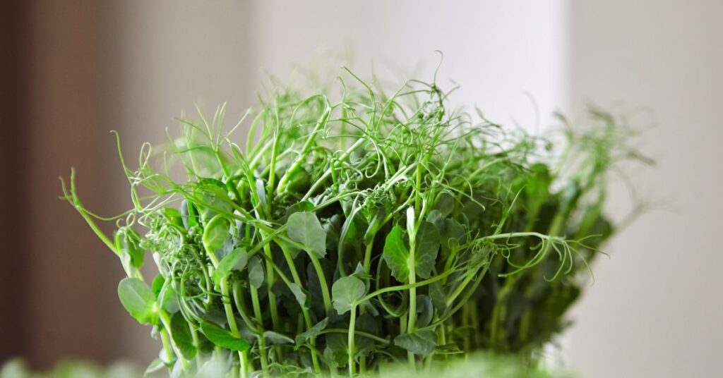 Pea sprouts
