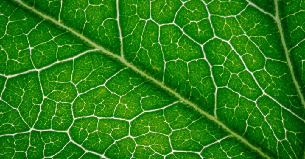 Removing Chlorophyll Stains