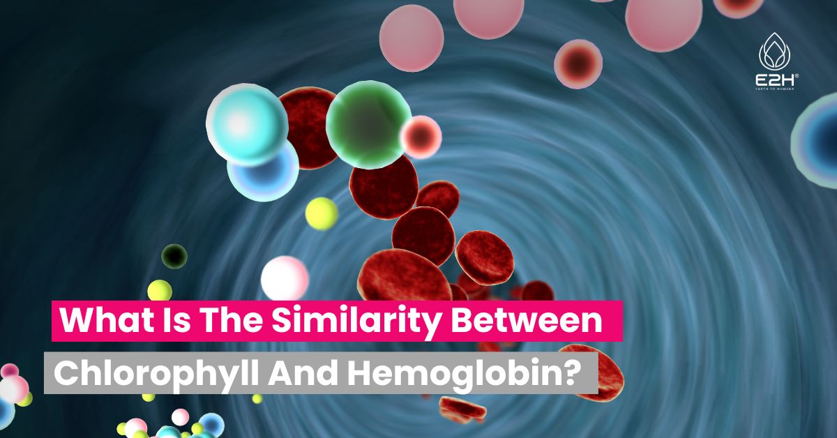 What Is The Similarity Between Chlorophyll And Hemoglobin