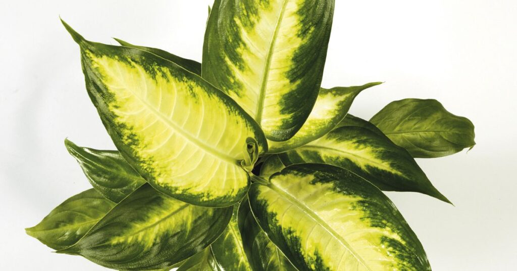 Can Chlorophyll Cause Hair Loss? 4 Chlorophyll for promote hair growth