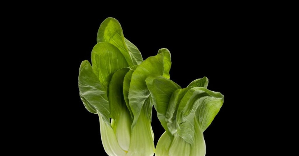 chlorophyll break down in the dark