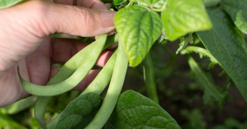 green pigment found in plants