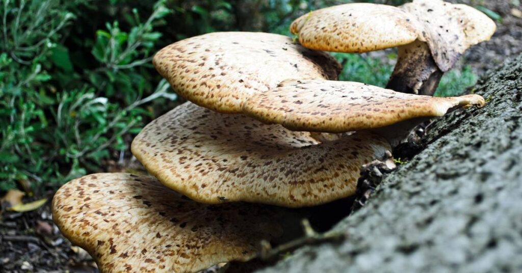 Anti-Inflammatory Properties Of Turkey Tail Extract