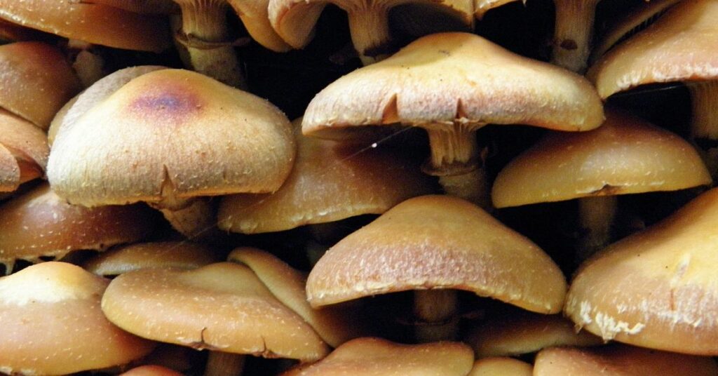 Turkey Tail Extract and Its Antimicrobial Properties