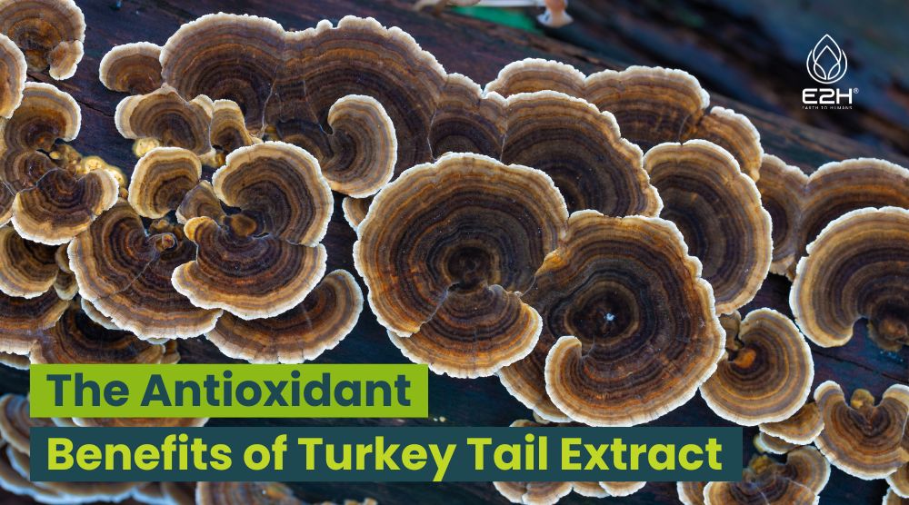 Antioxidant Benefits of Turkey Tail Extract