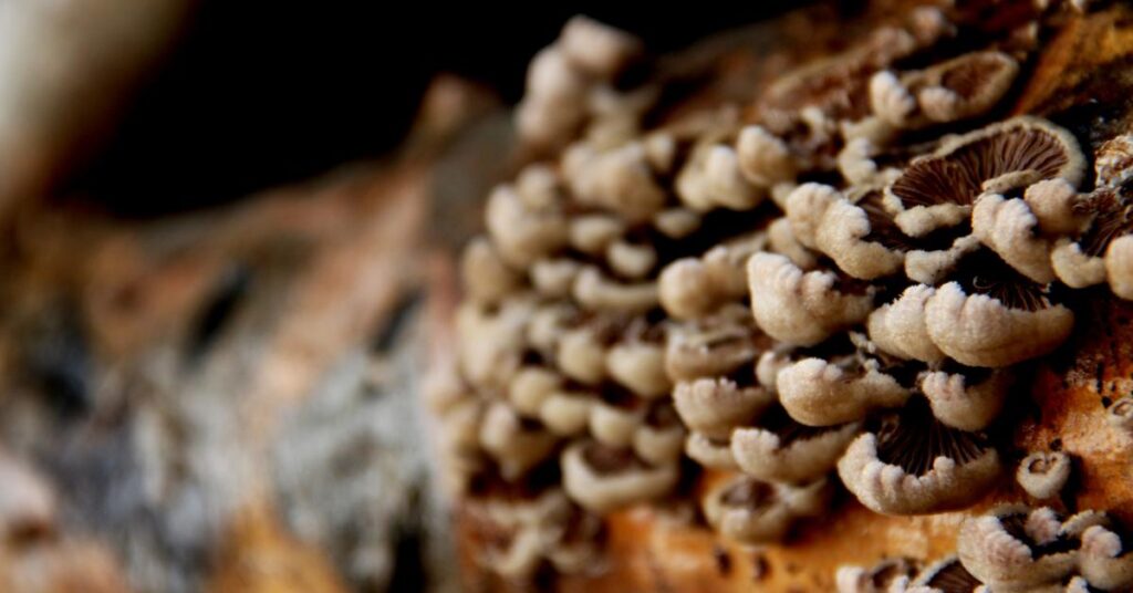 Turkey Tail Extract and Its Antimicrobial Properties