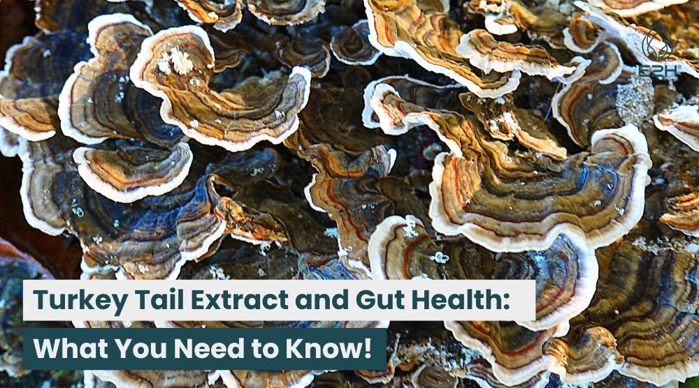 Turkey Tail Extract and Gut Health