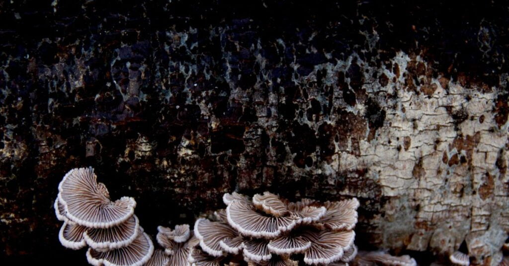 Turkey Tail Extract and Its Antimicrobial Properties