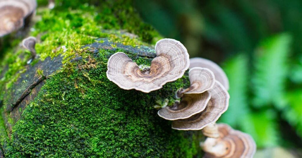 What Is The Best Way To Use Turkey Tail Mushroom? 1 Best Way To Use Turkey Tail Mushroom