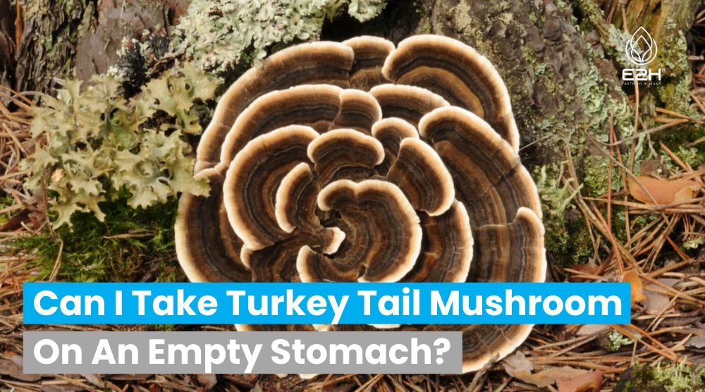 Can I Take Turkey Tail Mushroom On An Empty Stomach?