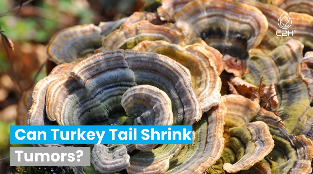 Can Turkey Tail Shrink Tumors
