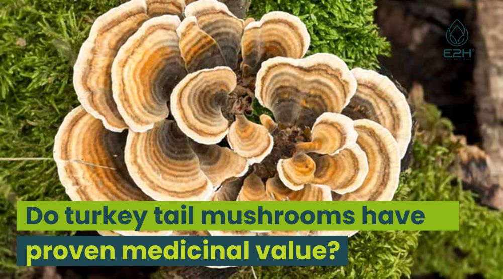 Do Turkey Tail Mushrooms Have Proven Medicinal Value?