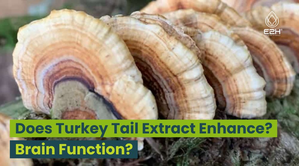 Does Turkey Tail Extract Enhance Brain Function?