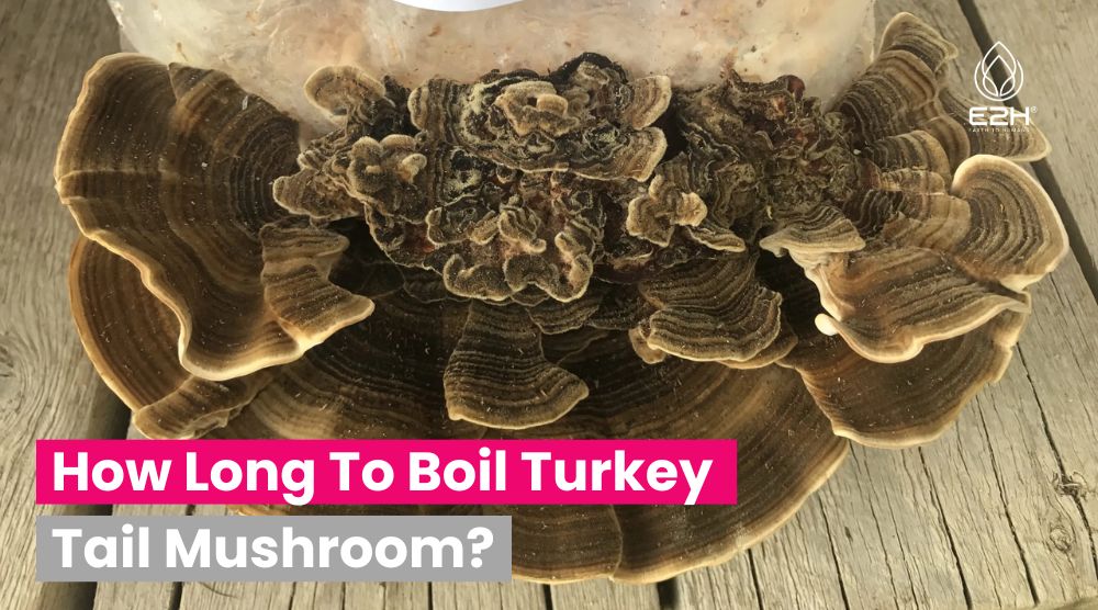 How Long To Boil Turkey Tail Mushroom?