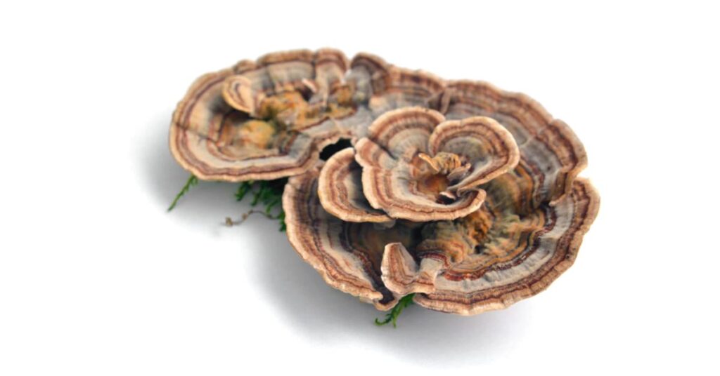 How To Clean Turkey Tail Mushroom