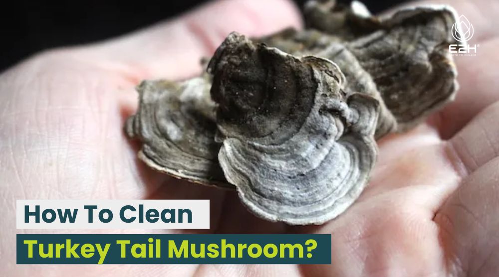 How To Clean Turkey Tail Mushroom