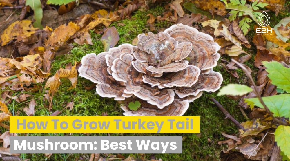 How To Grow Turkey Tail Mushroom