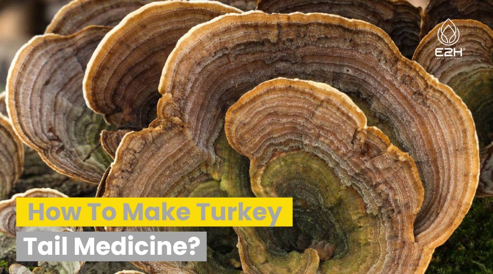 How To Make Turkey Tail Medicine?