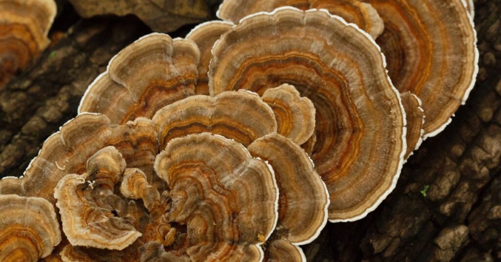 When To Harvest Turkey Tail Mushrooms
