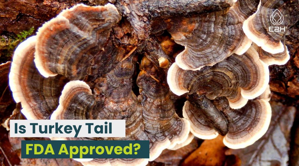 Is Turkey Tail FDA Approved