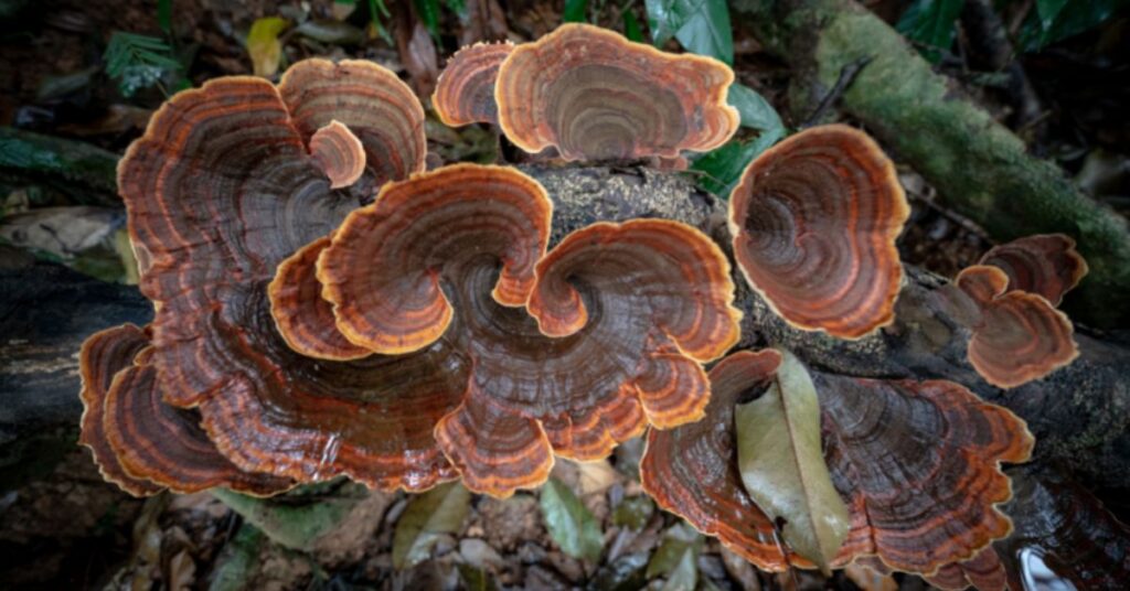 Does Turkey Tail Mushroom Interact With Medications