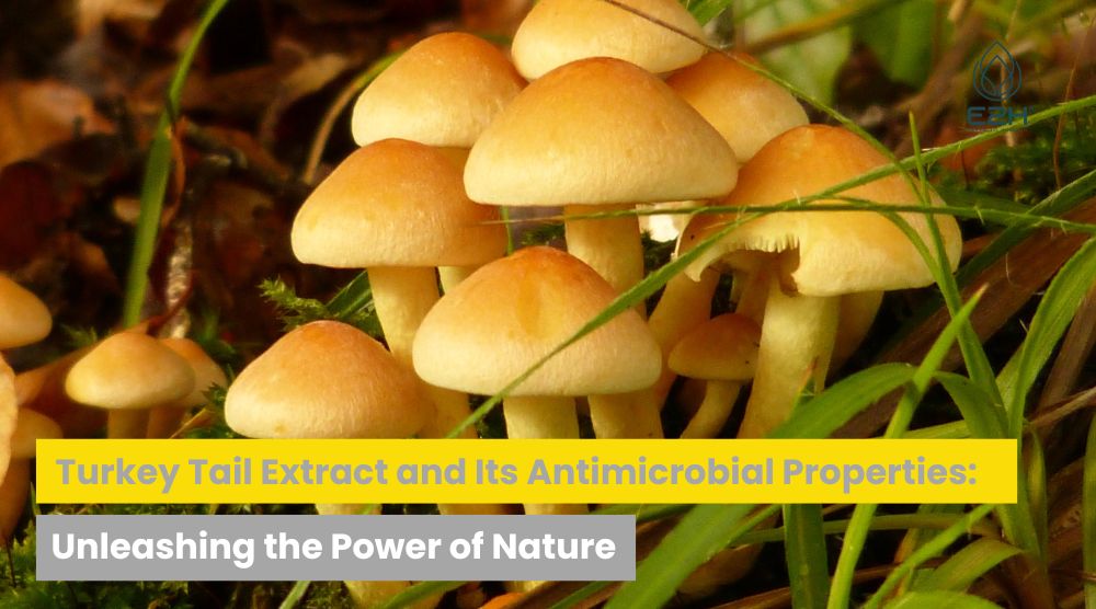 Turkey Tail Extract and Its Antimicrobial Properties