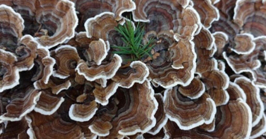 Does Turkey Tail Mushroom Interact With Medications