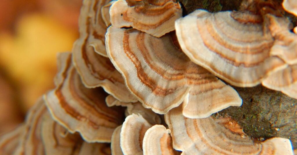 How To Clean Turkey Tail Mushroom