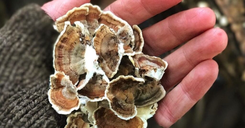 How To Clean Turkey Tail Mushroom