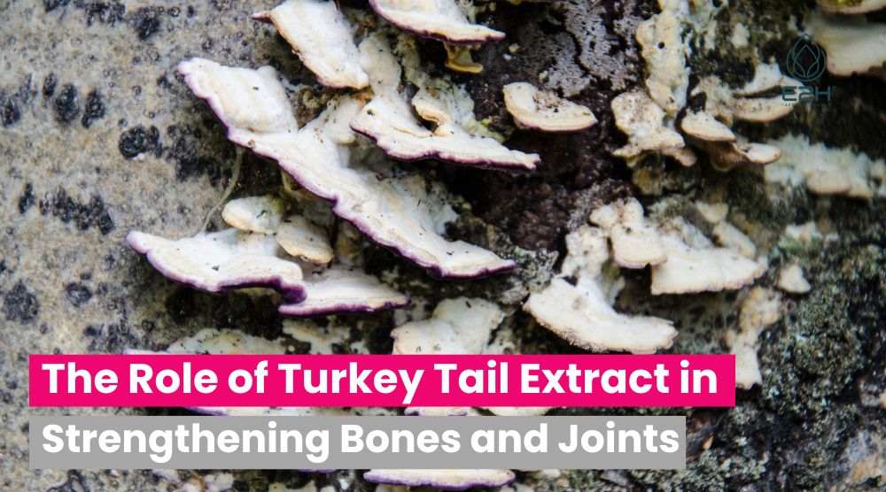 Turkey Tail Extract in Strengthening Bones and Joints