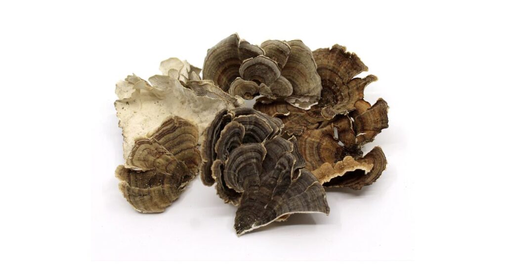 How To Make Turkey Tail Medicine