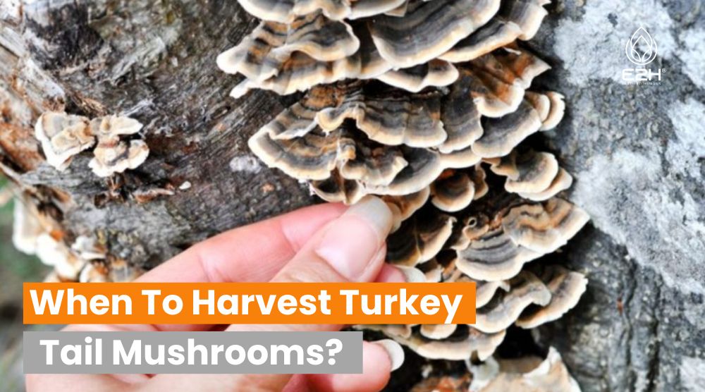 When To Harvest Turkey Tail Mushrooms?