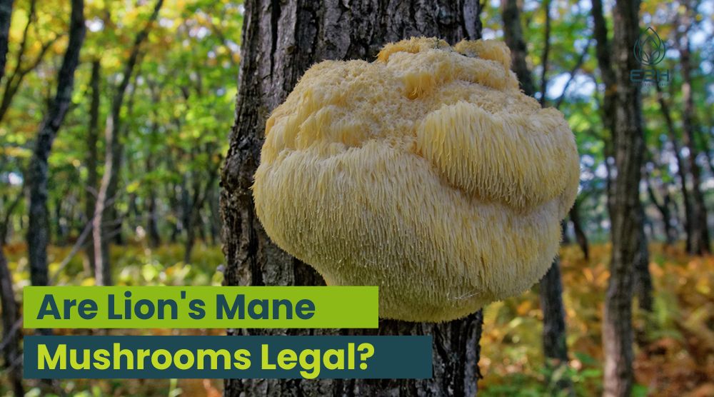 Are Lion's Mane Mushrooms Legal? 10 Are Lion’s Mane Mushrooms Legal?