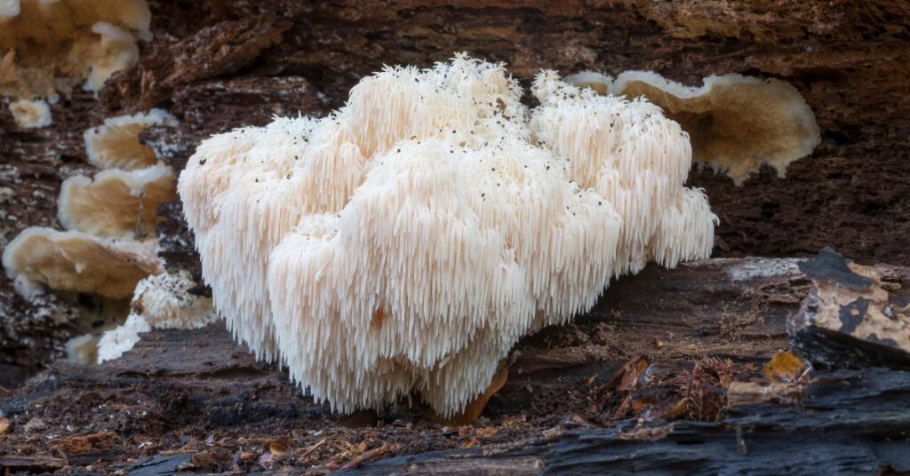 Can You Eat Lion's Mane Mushroom Raw