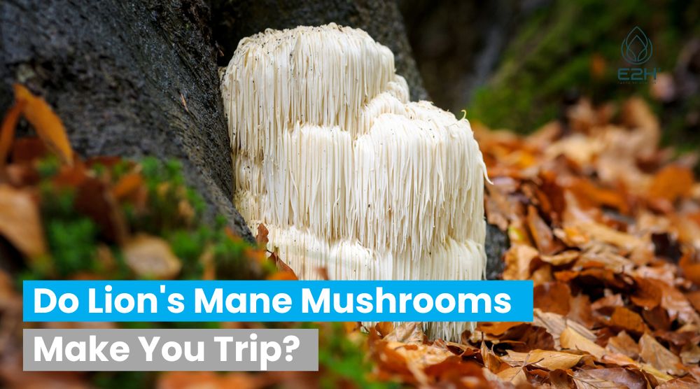 Do Lion's Mane Mushrooms Make You Trip