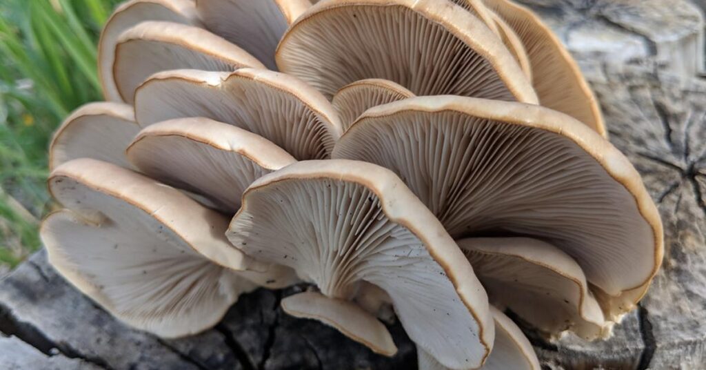 How To Identify Lion's Mane Mushroom: Easiest Technique 3 How To Identify Lion's Mane Mushroom