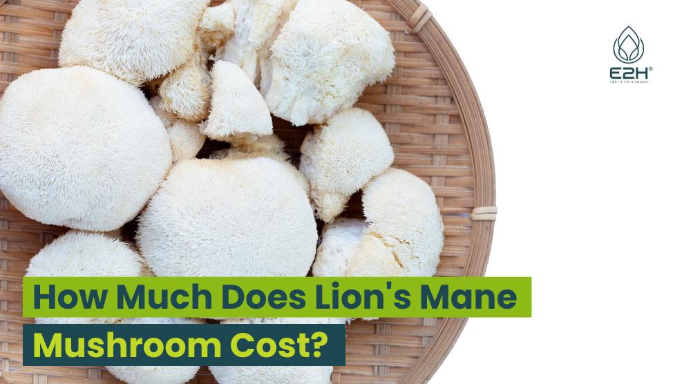 How Much Does Lion's Mane Mushroom Cost: Best Buying Guide 4 How Much Does Lion's Mane Mushroom Cost