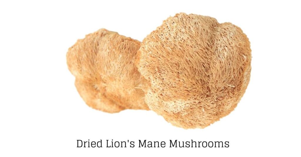 How To Dehydrate Lion's Mane Mushroom: Best way 2 How To Dehydrate Lion's Mane Mushroom