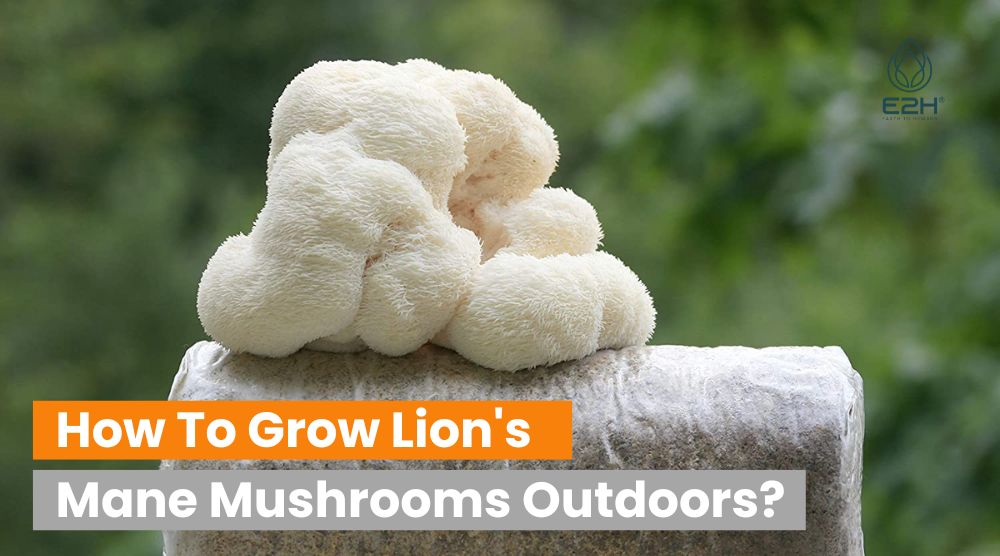 How To Grow Lion’s Mane Mushrooms Outdoors: Do Properly