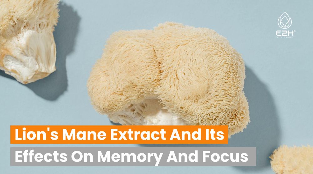 Lion's Mane Extract And Its Effects On Memory And Focus