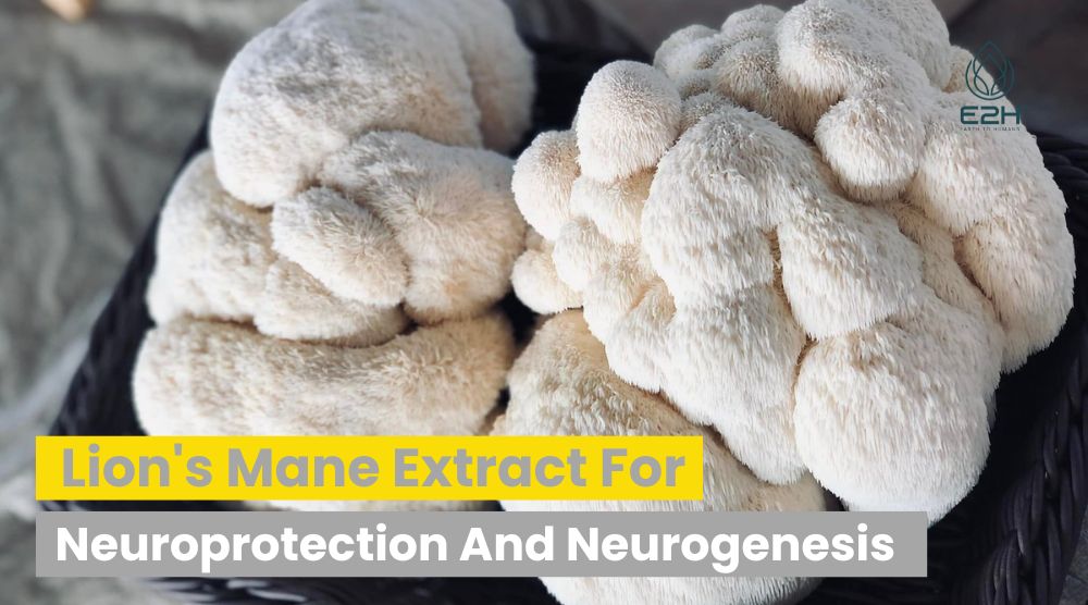Lion's Mane Extract For Neuroprotection And Neurogenesis